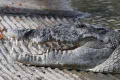 Crocodylus acutus