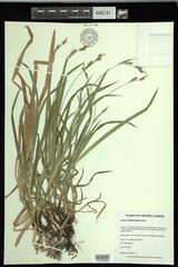 Carex hirtifolia
