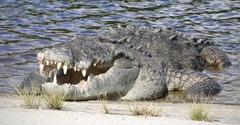 Crocodylus acutus