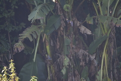 Musa acuminata siamea