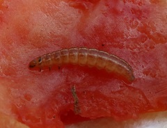 Spodoptera frugiperda