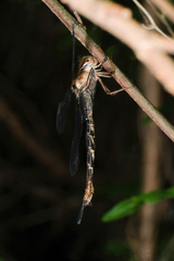 Gynacantha subinterrupta