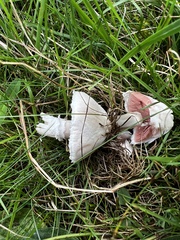 Agaricus campestris