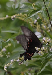 Papilio bianor thrasymedes