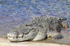 Crocodylus acutus