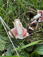 Agaricus campestris
