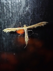 Lantanophaga pusillidactylus