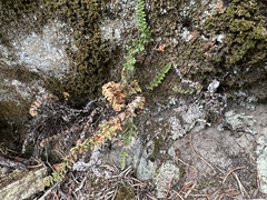 Myriopteris gracillima