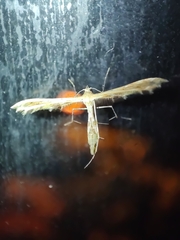 Lantanophaga pusillidactylus