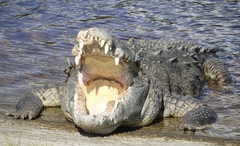 Crocodylus acutus