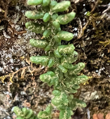 Myriopteris gracillima