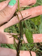 Potamogeton gramineus