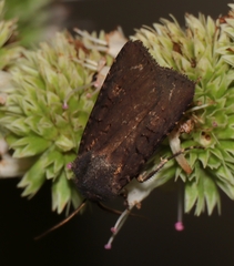 Euxoa velleripennis