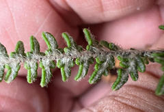 Myriopteris gracillima