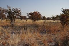 Colophospermum mopane