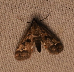 Parapoynx obscuralis