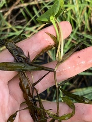 Potamogeton gramineus