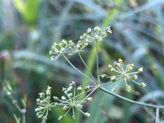 Cicuta bulbifera