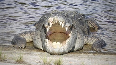 Crocodylus acutus