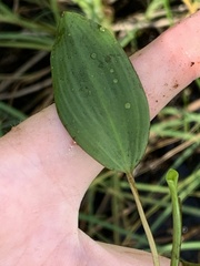 Potamogeton gramineus