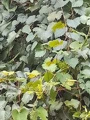 Vitis rotundifolia