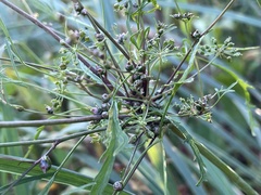 Cicuta bulbifera