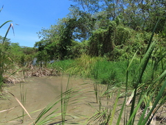 Cladium mariscus mariscus