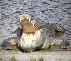 Crocodylus acutus