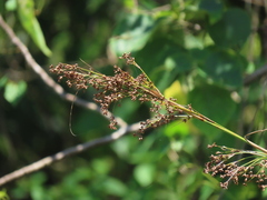 Cladium mariscus mariscus
