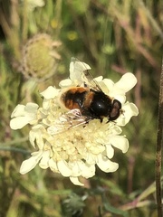 Eristalis intricaria