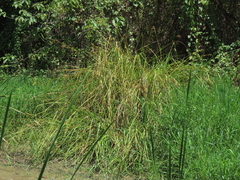 Cladium mariscus mariscus