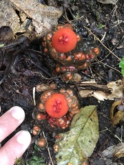 Calostoma cinnabarinum