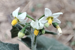 Solanum nigrum
