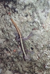 Cnemaspis mysoriensis