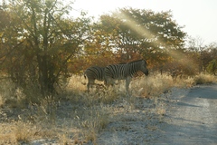 Colophospermum mopane image