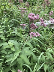 Eutrochium maculatum maculatum