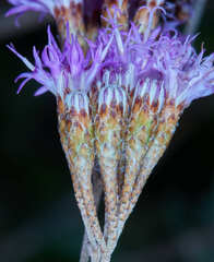 Vernonanthura squamulosa