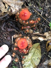 Calostoma cinnabarinum