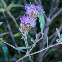 Vernonanthura squamulosa