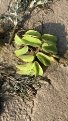 Salvinia natans