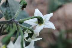 Solanum nigrum
