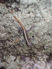 Cnemaspis mysoriensis