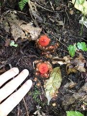 Calostoma cinnabarinum