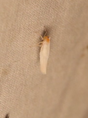 Neocenchrea heidemanni