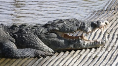Crocodylus acutus