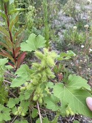 Xanthium strumarium