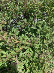 Prunus padus