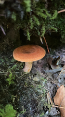 Lactifluus volemus