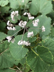 Ampelopsis cordata