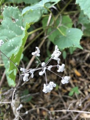 Ampelopsis cordata